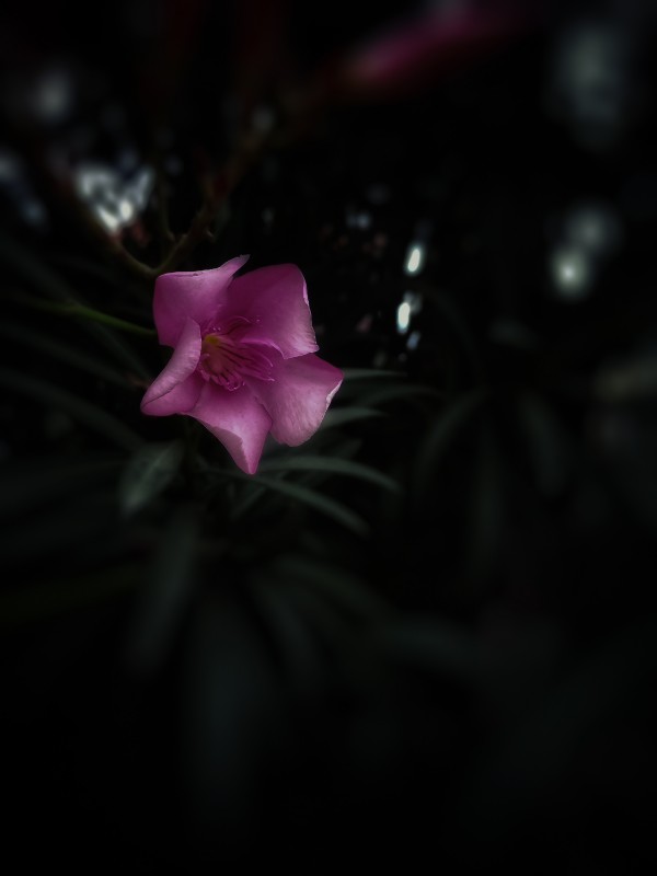 Pinky Flora by rizu_designs